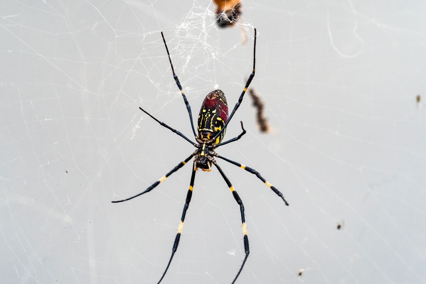 Joro Spiders Look Frightening, but They May Be Scaredy-Cats - The New York  Times