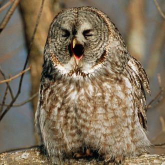 Great Grey Owl Yawning, Ontario, Canada.