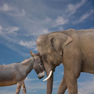 Elephant and donkey touching faces together