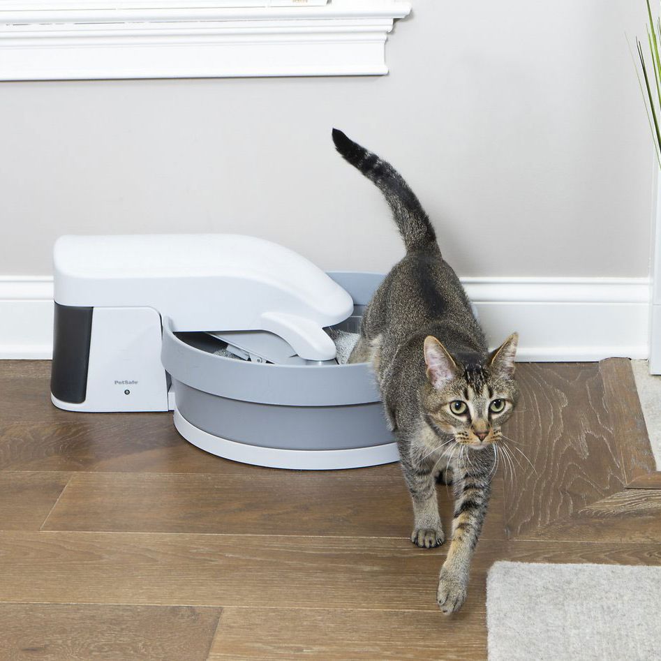 best automatic cat litter box 2018