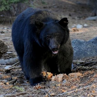 A black bear scavenges for food beside t