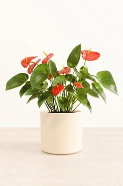 Easyplant Anthurium Red