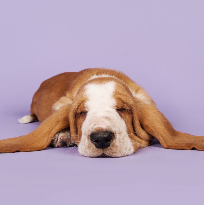 Dreaming About Dogs: What Does That Mean? Experts Reveal