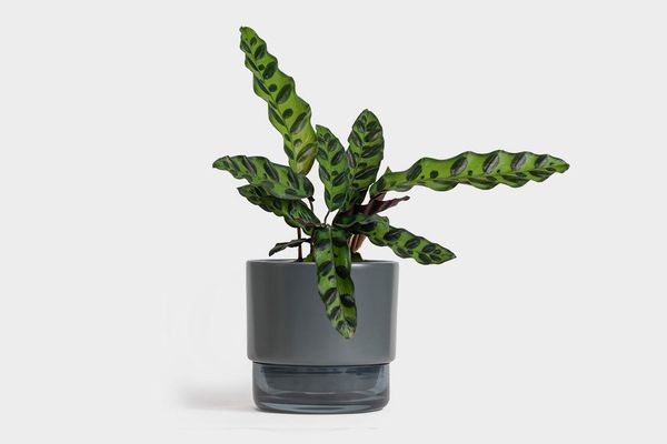 https://pyxis.nymag.com/v1/imgs/4a7/29b/4ef2f518834dd81d8ceb374caa54fd5171-22-plant-gifts.rhorizontal.w600.jpg