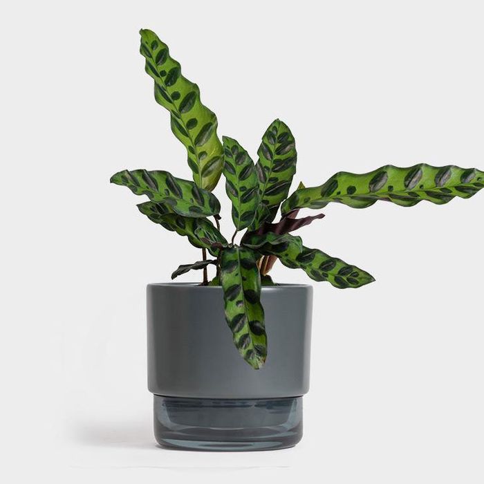 The 12 Best Plants To Give As Gifts 2021 The Strategist New York Magazine