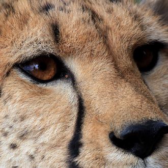 A cheetah is pictured on March 22, 2013 at the private game reserve of French Damien Vergnaud in Inverdoom, 200 kms north east of Cape Town. Vergnaud runs a breeding program for cheetahs. At the beginning of the 20th century, an estimated 100.000 cheetahs were roaming freely in Africa and Asia to decrease to about 10.000 in the wild today. 