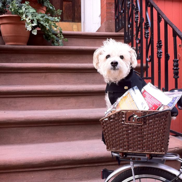 Bocce himself in the basket of the current delivery bike.