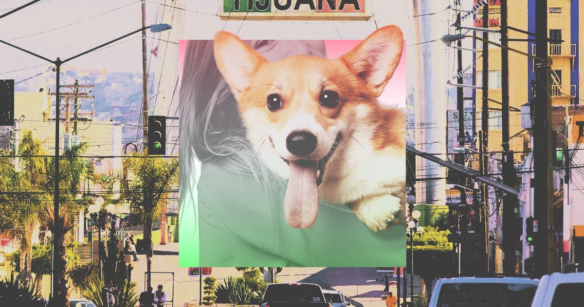 5:00 a.m. pets pets The Dog Owners Taking Their Injured Corgis and Doodles to Tijuana By Helaine Olen Mexico is to pet MRIs what Turkey has become for hair transplants.