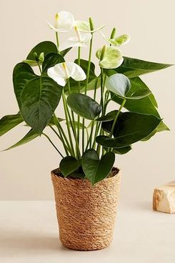 1-800-Flowers White Anthurium