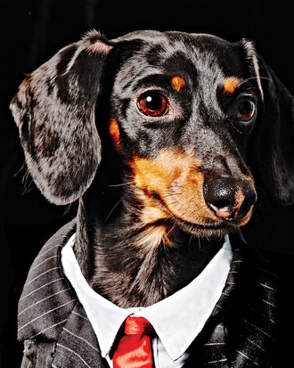 Crusoe sales the dachshund