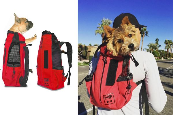 best new toys and gear for pets