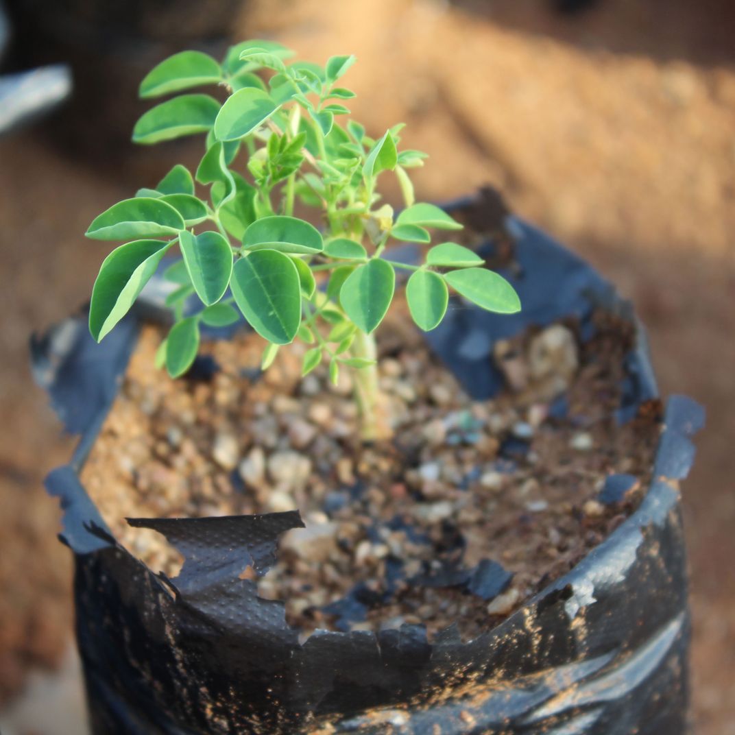 Why Is The Useful Tree Moringa Called A Superfood