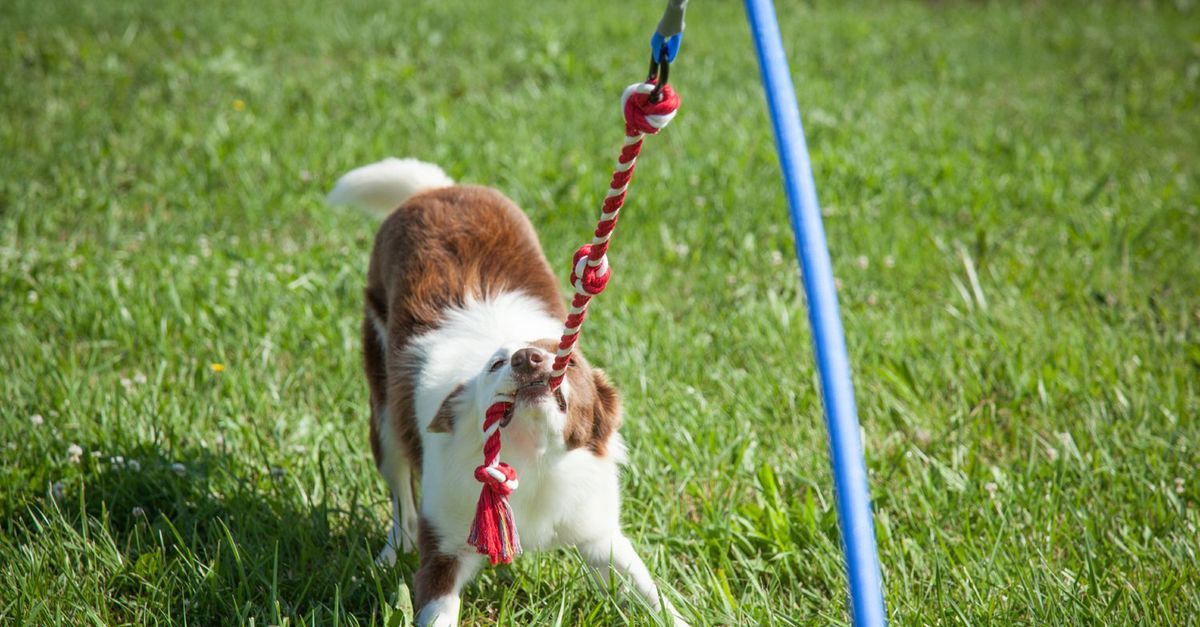 Best New Toys and Gear for Pets, Cats and Dogs