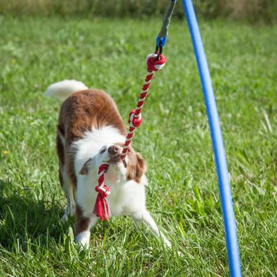 Snuffle Ball Dog Toy - Great Gear And Gifts For Dogs at Home or On-The-Go