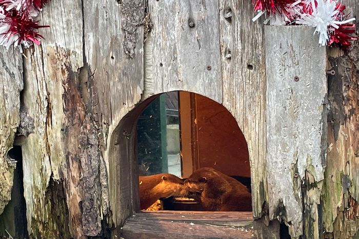 Pumpkin and Harris enjoy a candlelit dinner.