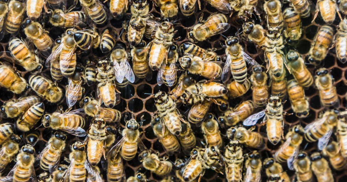 Why People Keep Remembering That Bees Are Dying