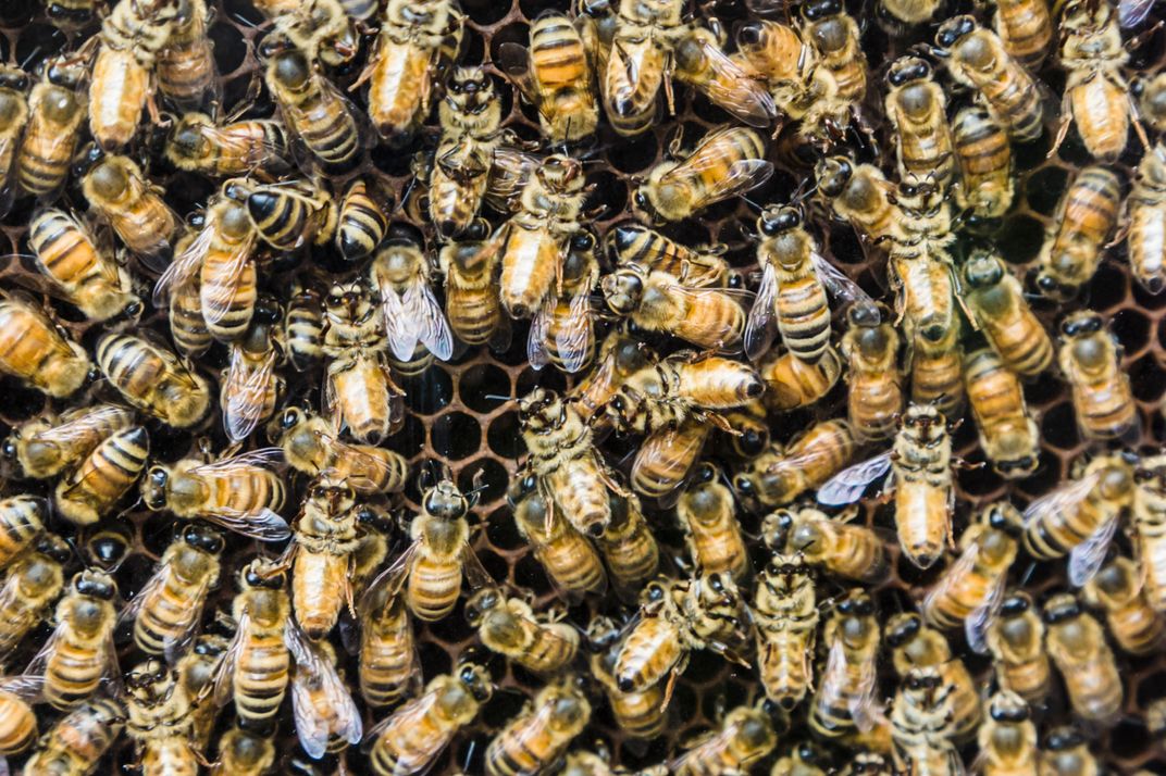 Why People Keep Remembering That Bees Are Dying