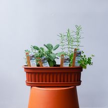 Mixed Herb Window Box