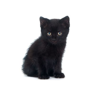 No, People Aren’t Racist Against Black Cats and Dogs