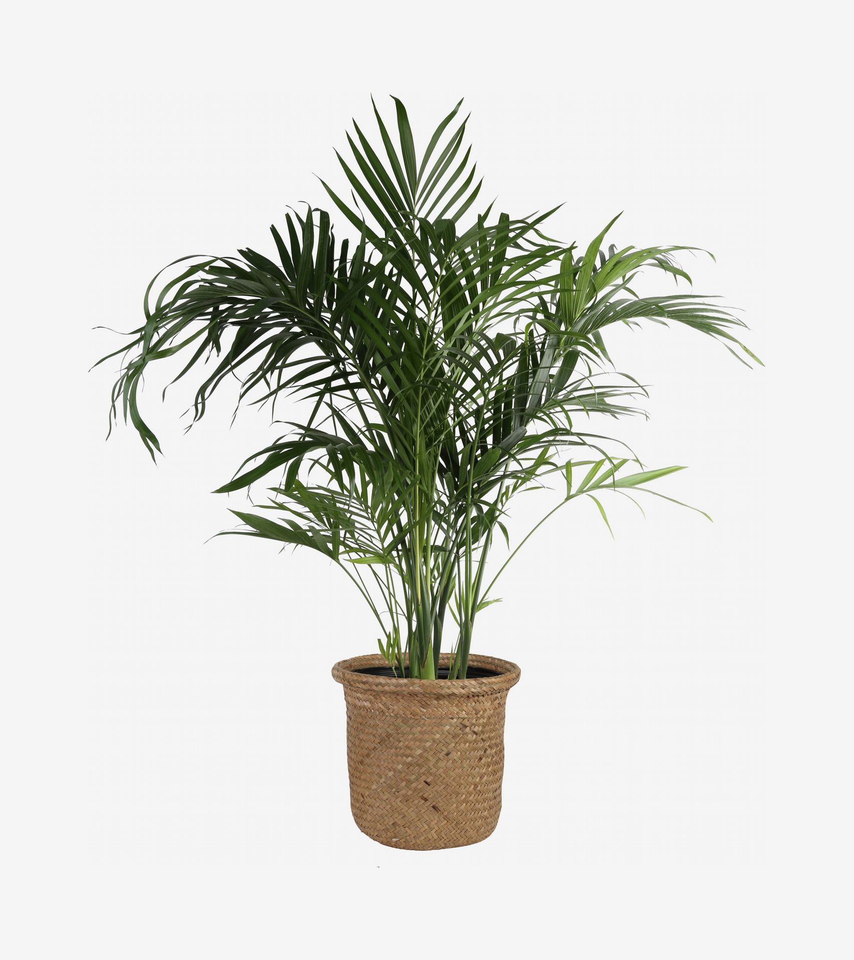 Costa Farms Cat Palm Tree Houseplant Sale 2022 The Strategist