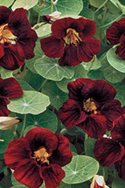 Seed Savers Black Velvet Nasturtium Seeds