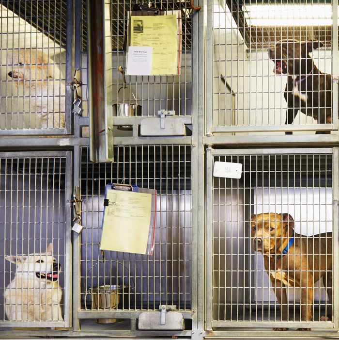 Dogs In Shelters