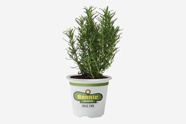 Bonnie Plants Rosemary