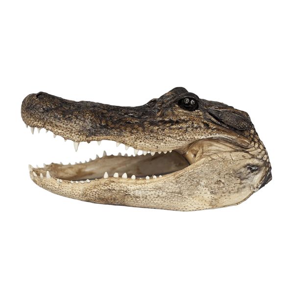 XL Gator Head - 3 Sizes - 13