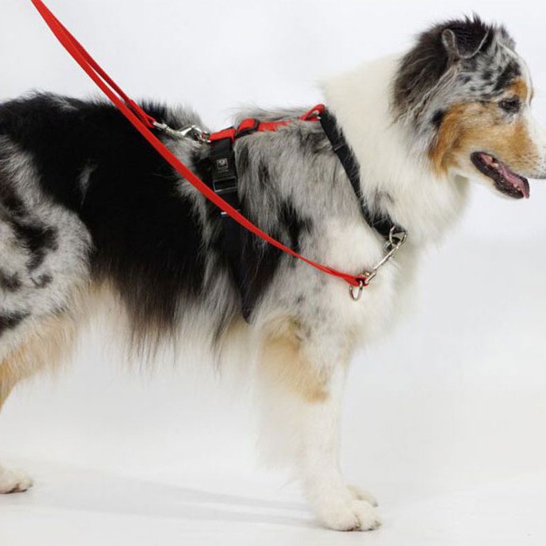 best dog leads for dogs that pull