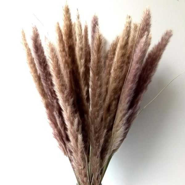 Dongliflower Small Pampas Grass, Dried Reed Plumes