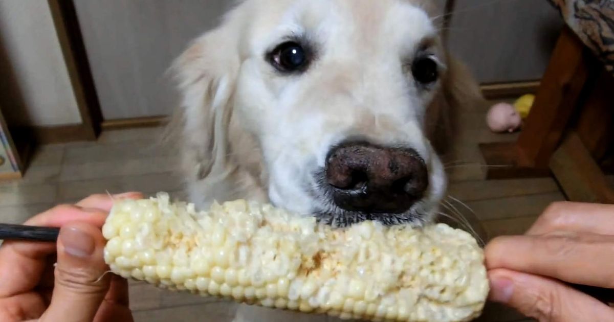 The Internet Has Fallen in Love With Year Old Video of a Dog Eating Corn