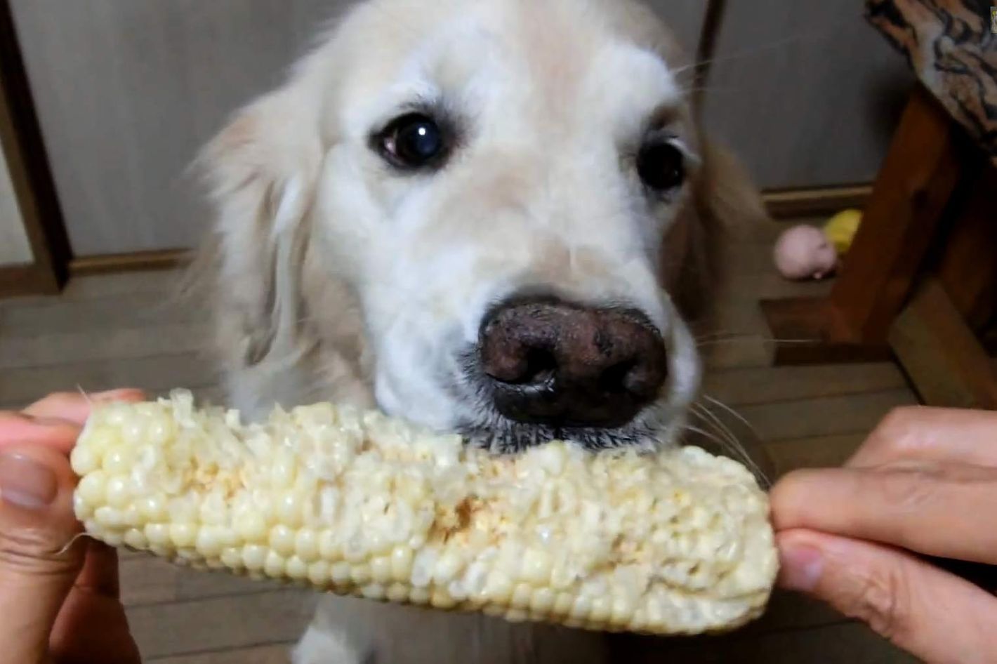 Can dogs 2025 eat corn