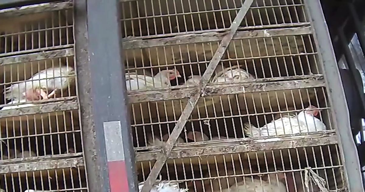 AnimalRights Group Says It Can Prove ChickfilA Uses an Abusive