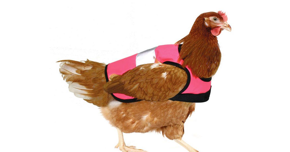 Reflective Safety Vests Will Protect Your Urban Chickens