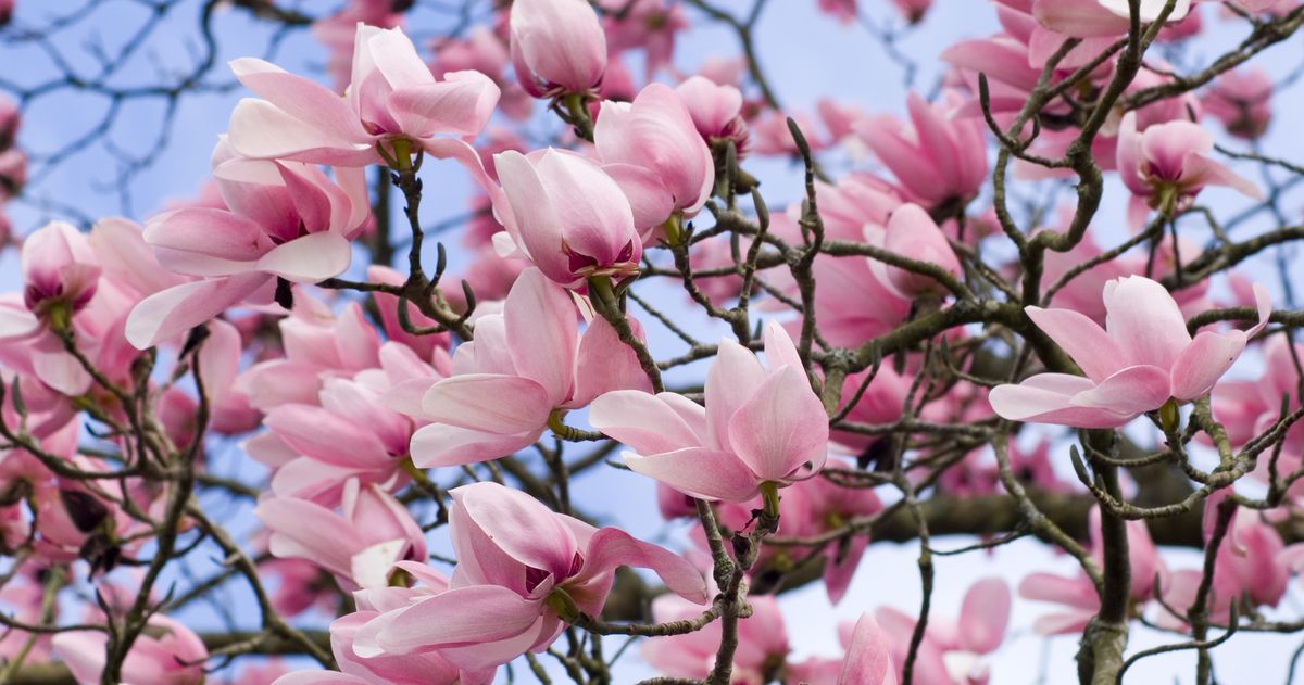 Magnolia Flowers Become Leaves Too Fast