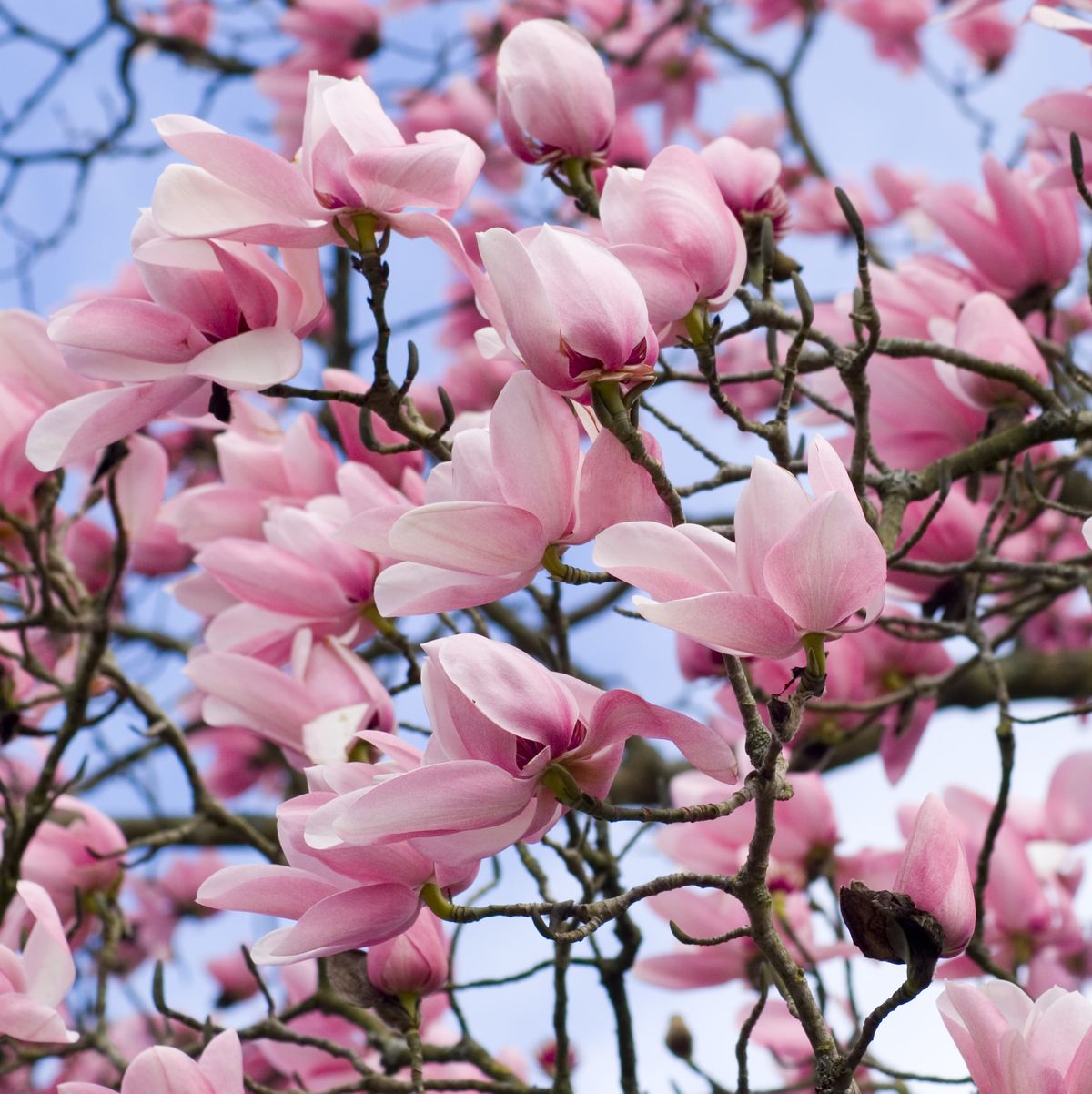Magnolia Flowers Become Leaves Too Fast