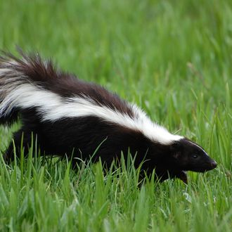 Skunks Love Central Park Now