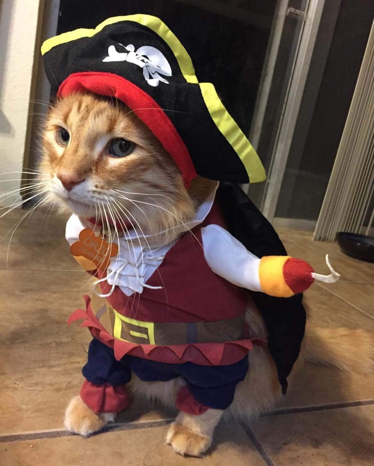 20 cat Halloween costumes for the rare cats who want to wear them