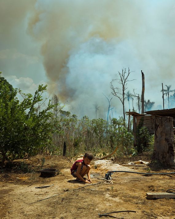 Brazil's Atlantic Forest will radically change in the next 50 years