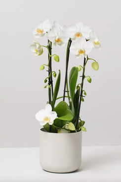 Moth Orchid White