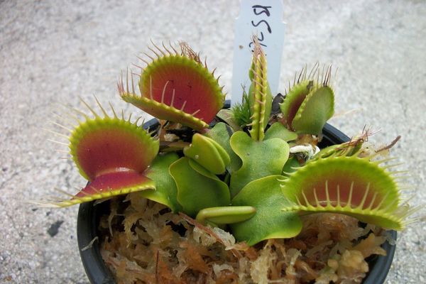 Medium-Sized B52 Giant Venus Flytrap (Dionaea Muscipula) Carnivorous Plant in 3-Inch Net Pot