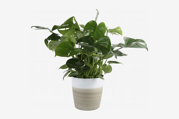 Costa Farms Swiss Cheese Monstera Deliciosa in Décor Planter