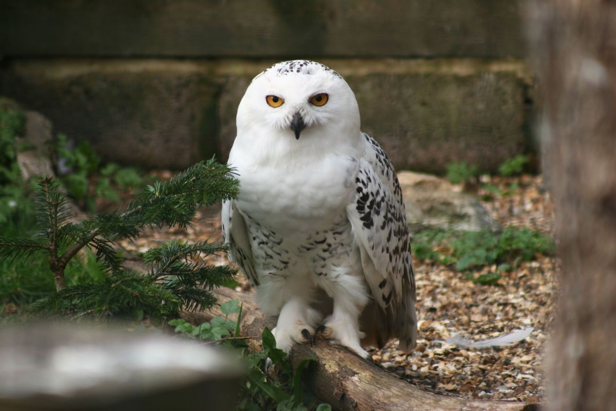 Image result for snowy owl central park