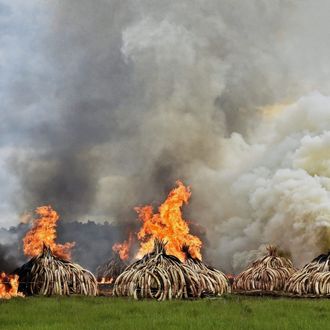 KENYA-IVORY-WILDLIFE-FIRE