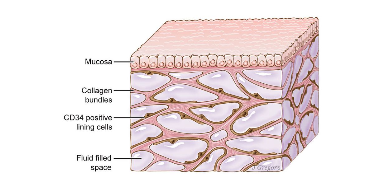 Researchers Discover Potential New Organ