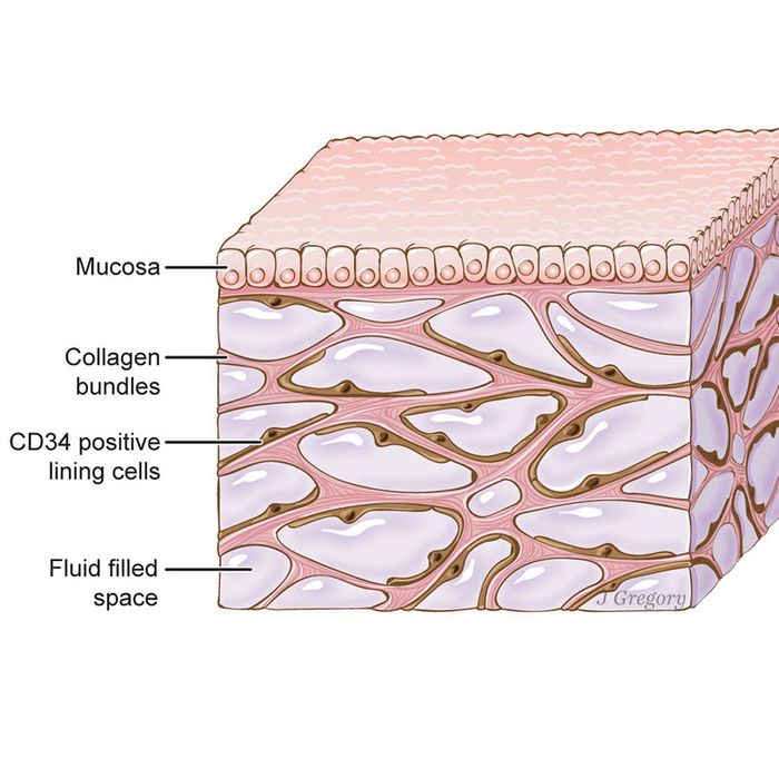 Researchers Discover Potential New Organ