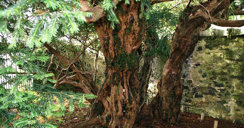 After Thousands Of Years Britains Oldest Tree Is Maybe Becoming Female