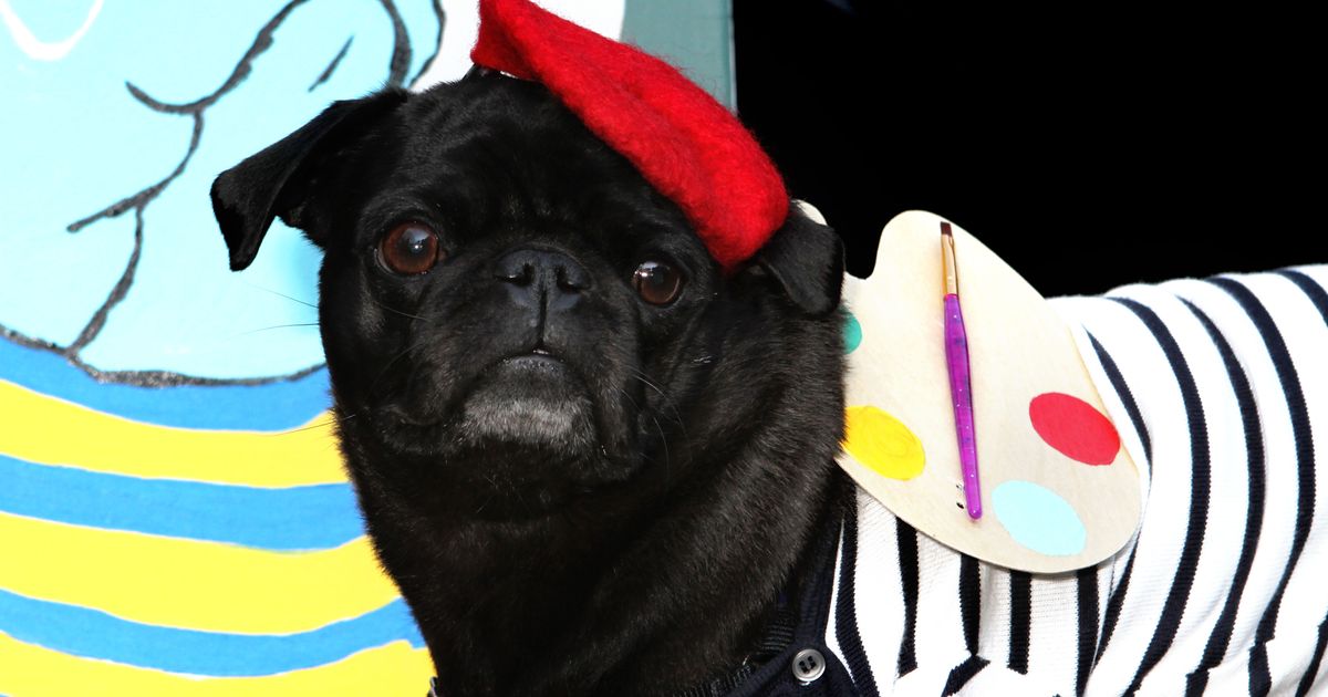 pet steps reject shop