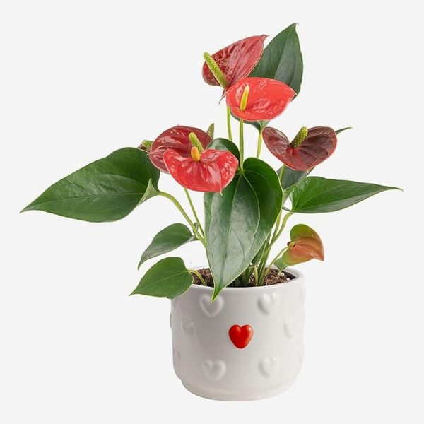 Costa Farms Live Blooming Anthurium