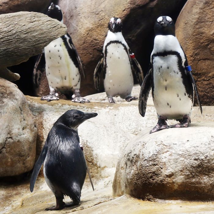 Gay Penguins Stole an Entire Egg Nest From Lesbian Penguins